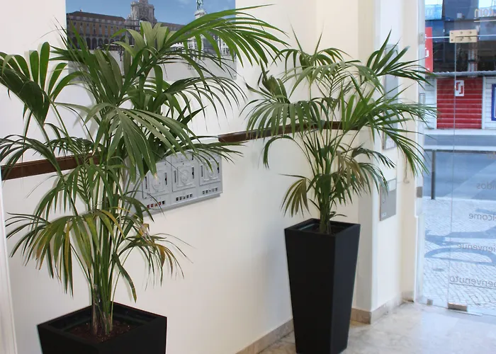 Estrela De Arganil - Luis Simoes & Conceicao, Lda